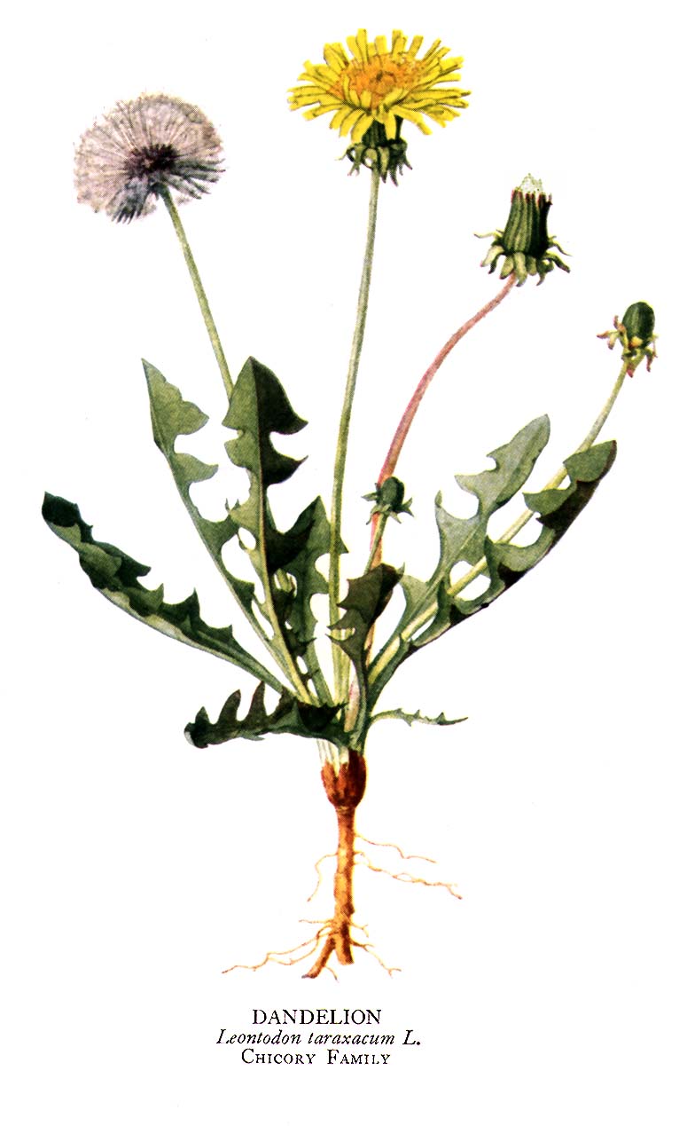 Dandelion (Taraxicum officinale)